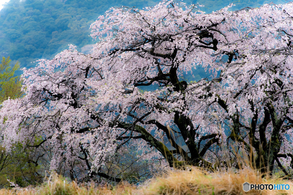 名刹の一本桜