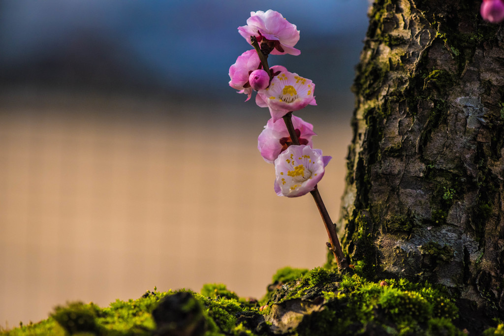 苔と梅
