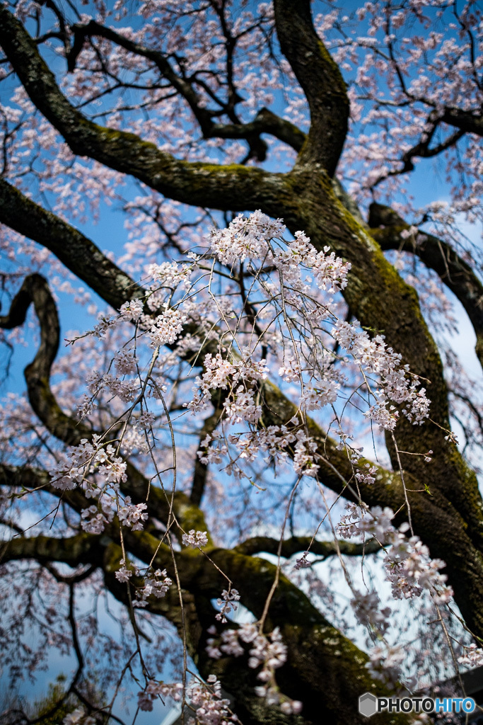 姫しだれ桜