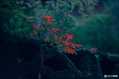 秋紅