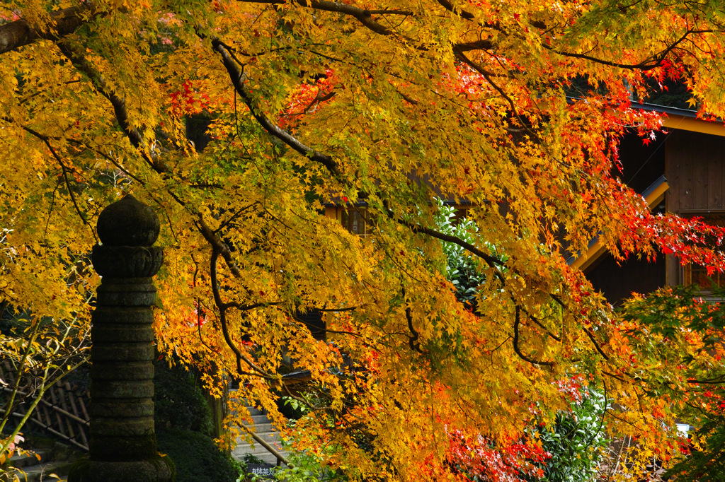 禅寺の秋