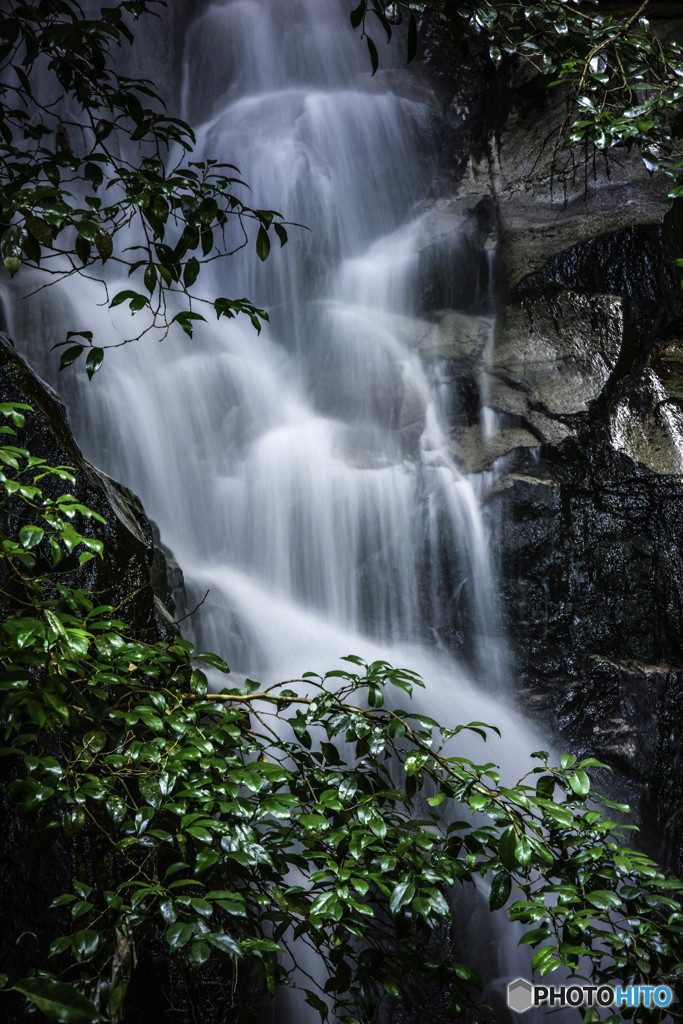 照葉樹林の滝