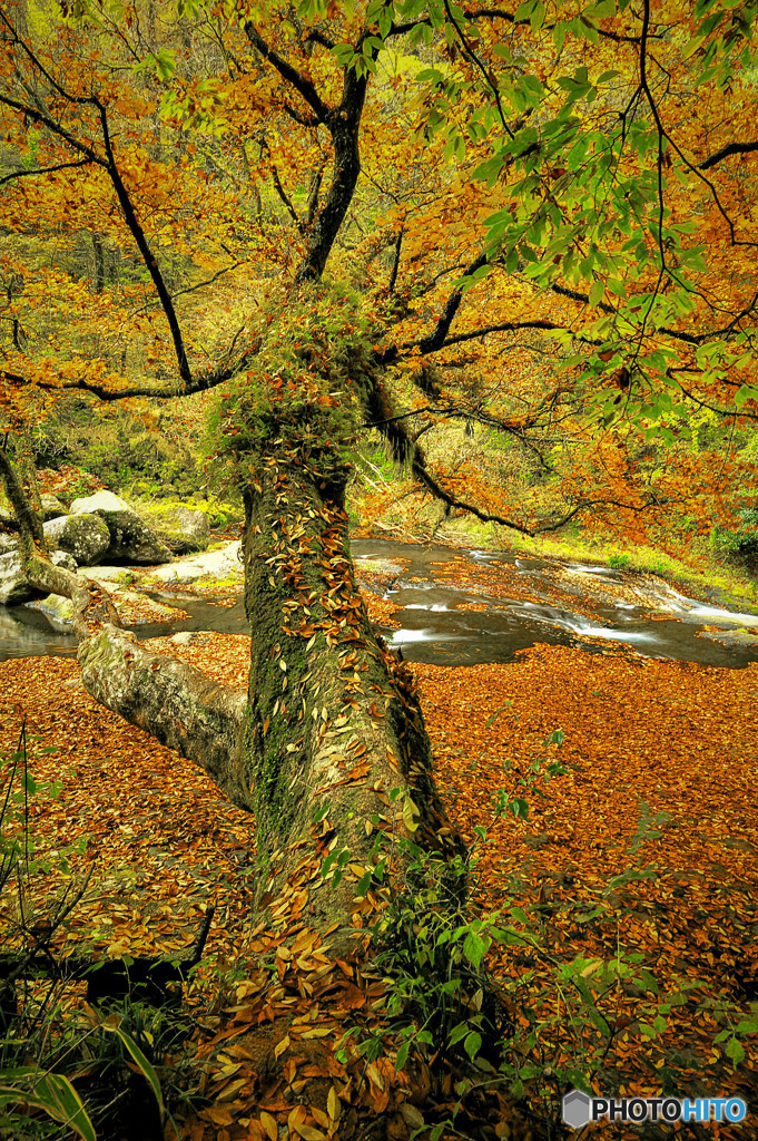 秋の渓谷　2