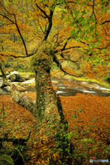 秋の渓谷　2