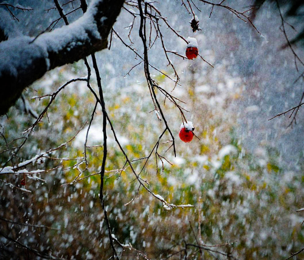 雪柿