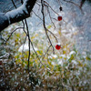 雪柿