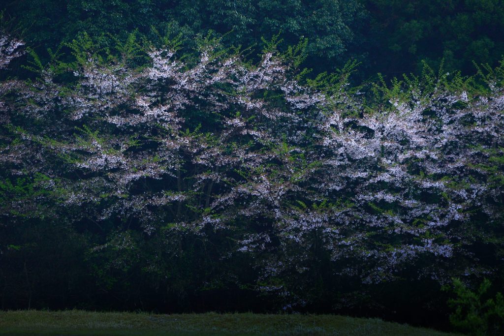 雨の散り際