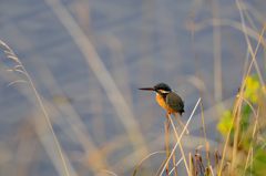 御宿　かわせみ