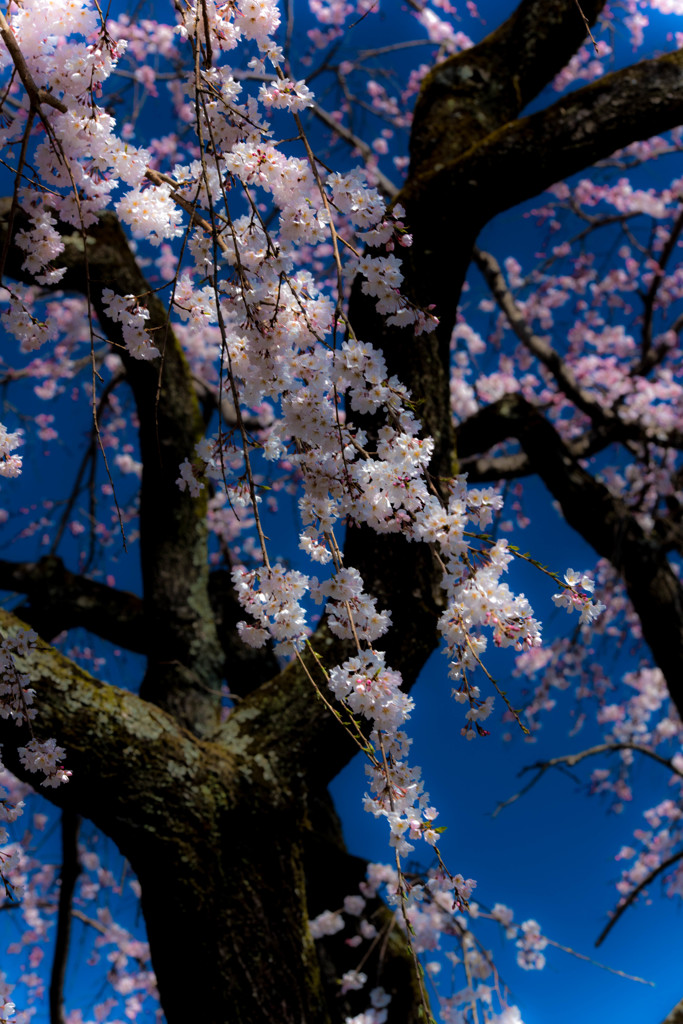 ひめしだれ桜