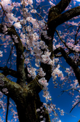 ひめしだれ桜