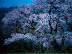 姫しだれ桜