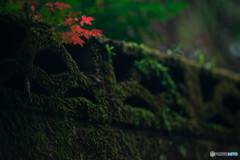 はかない秋