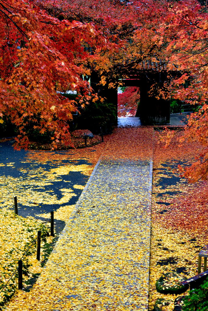 禅寺の落葉