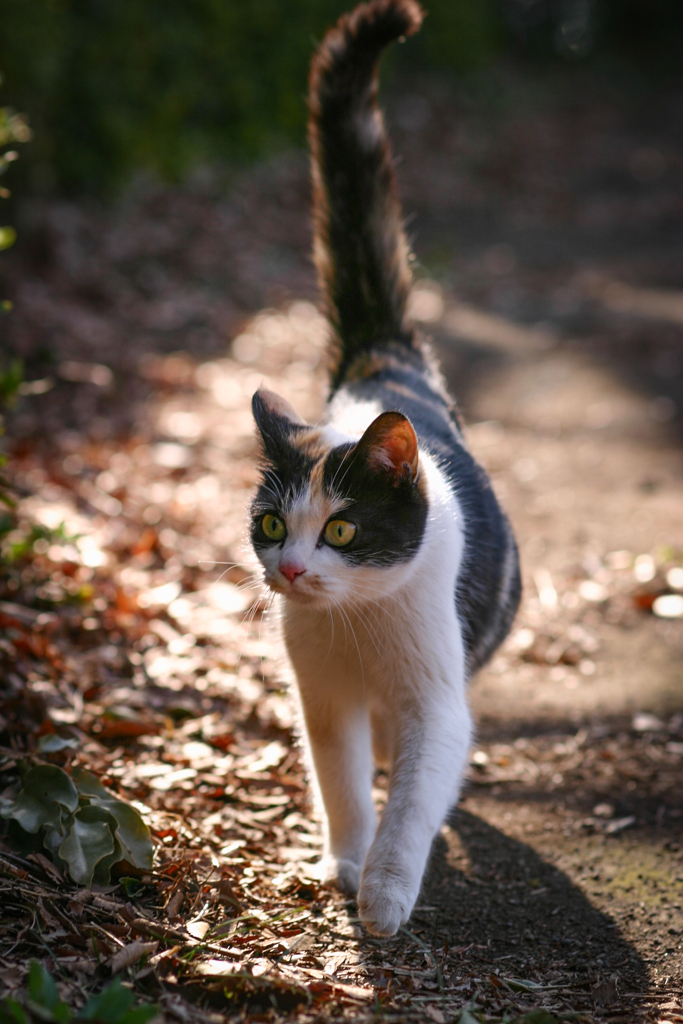 ねこのさんぽ