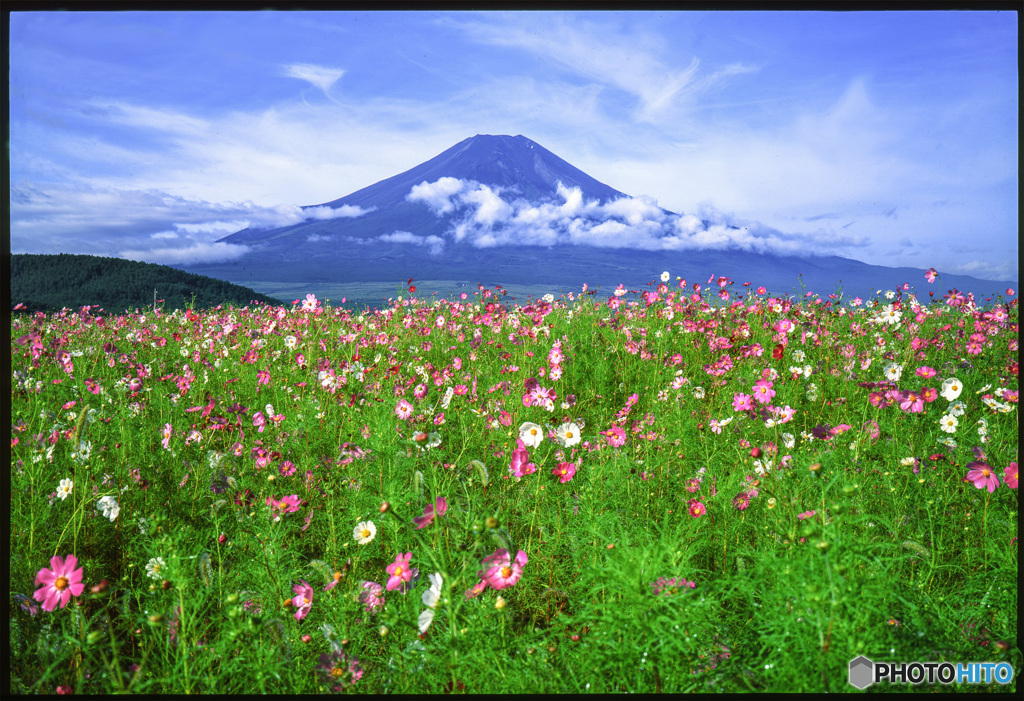 コスモスに浮かぶ富士山