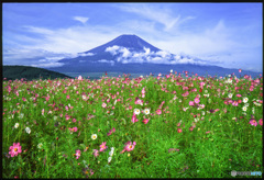 コスモスに浮かぶ富士山