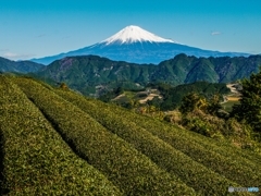 茶畑と富士山