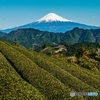 茶畑と富士山