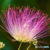 ねむの花
