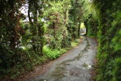 雨上がり