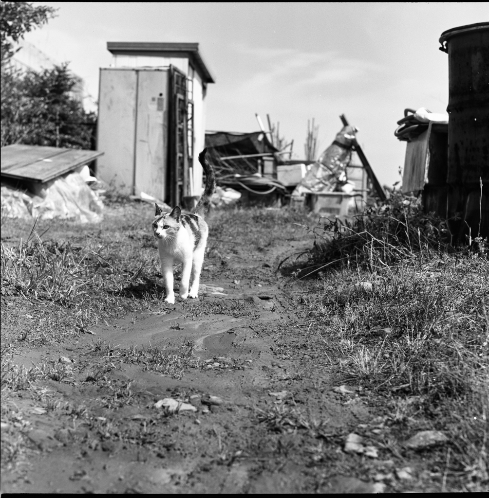 近所の三毛猫さん