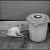 ポリバケツと猫
