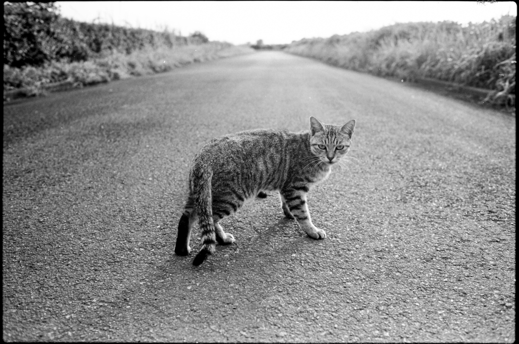 Cat!