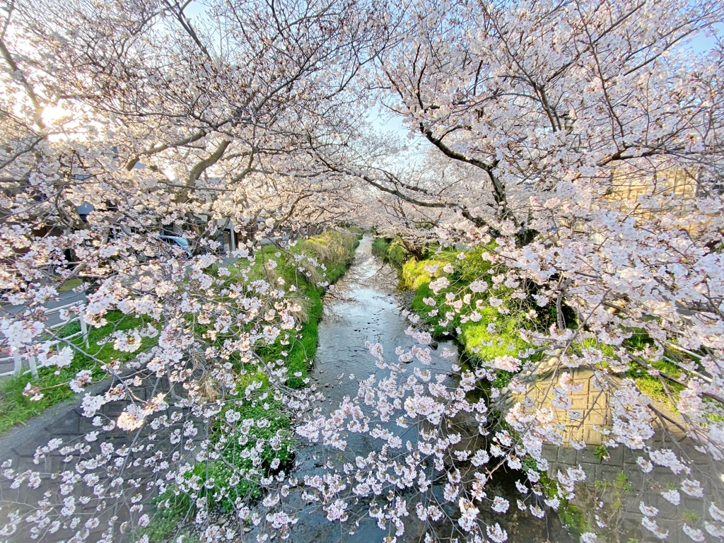 朝の桜