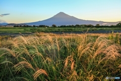 ススキと富士山