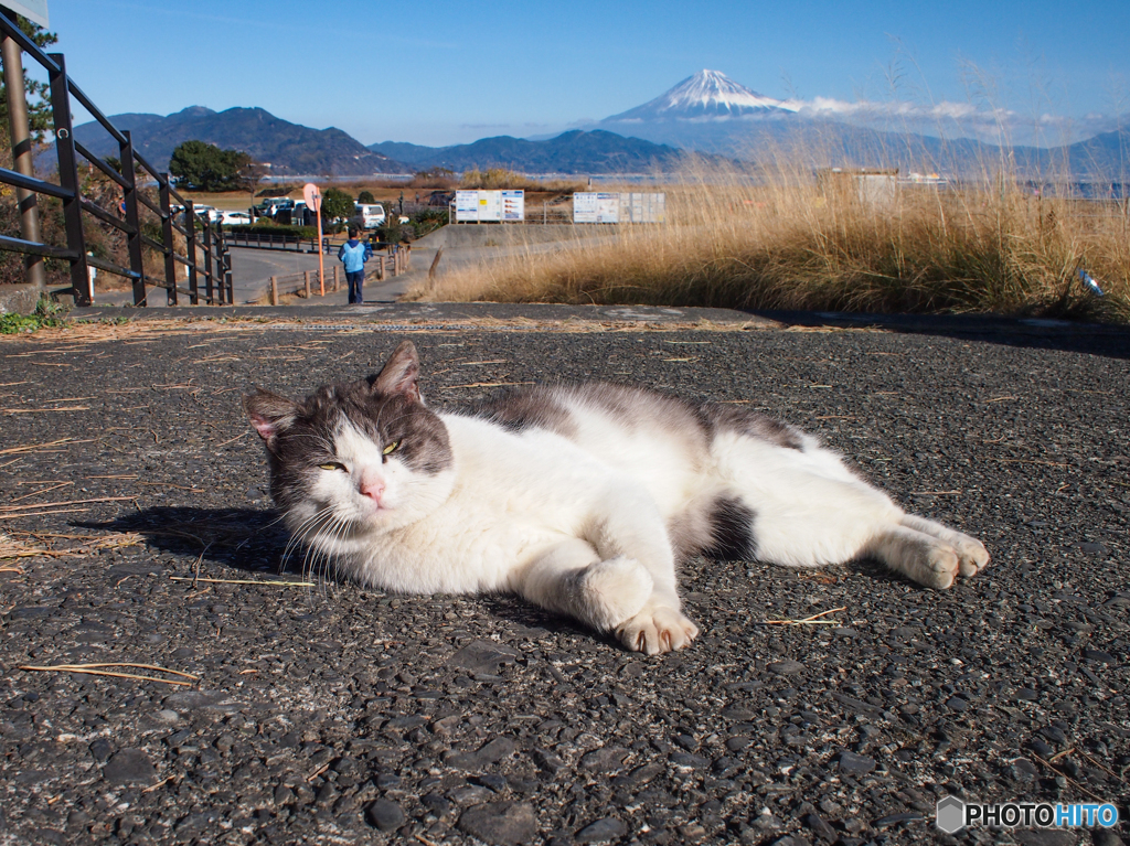 三保の猫さま