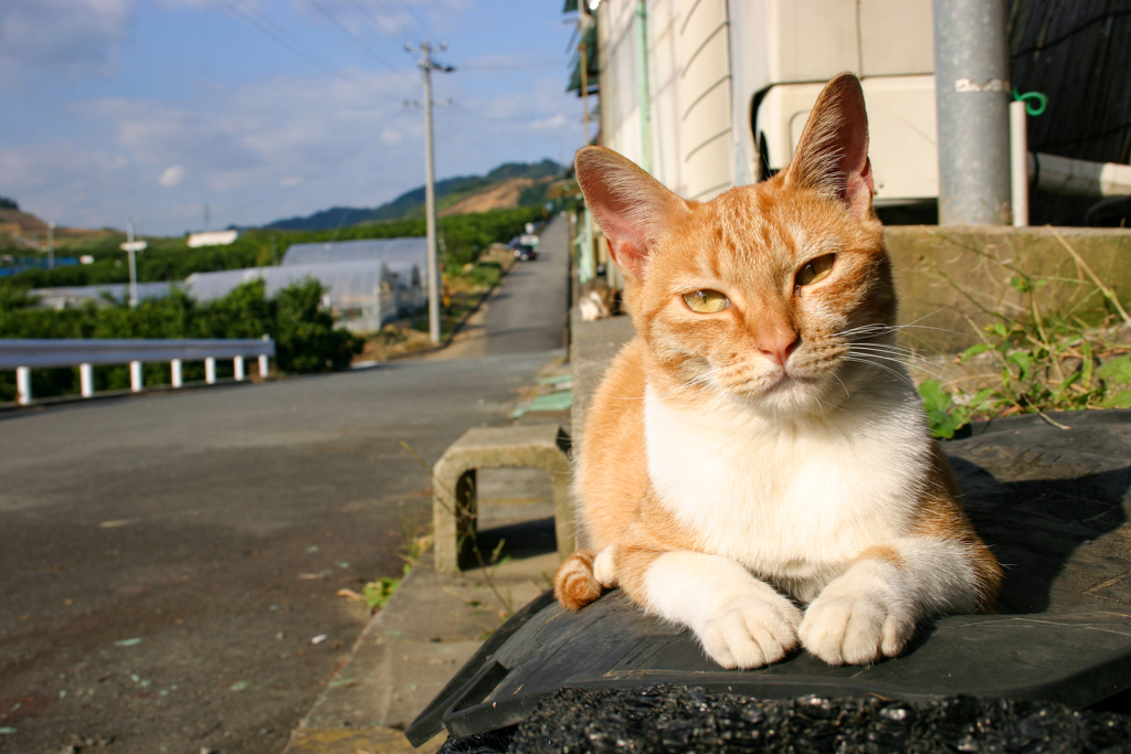 猫と語る