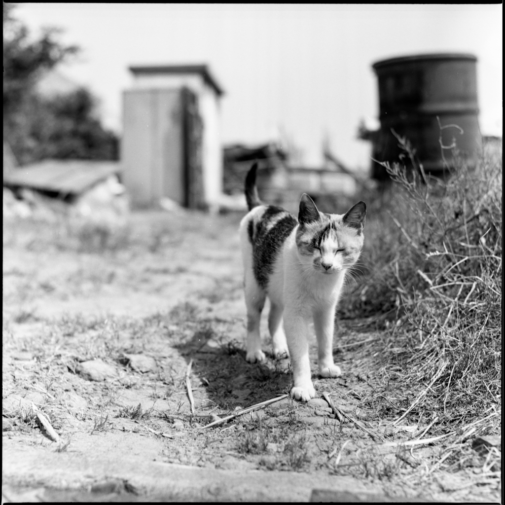 近所の三毛猫さん