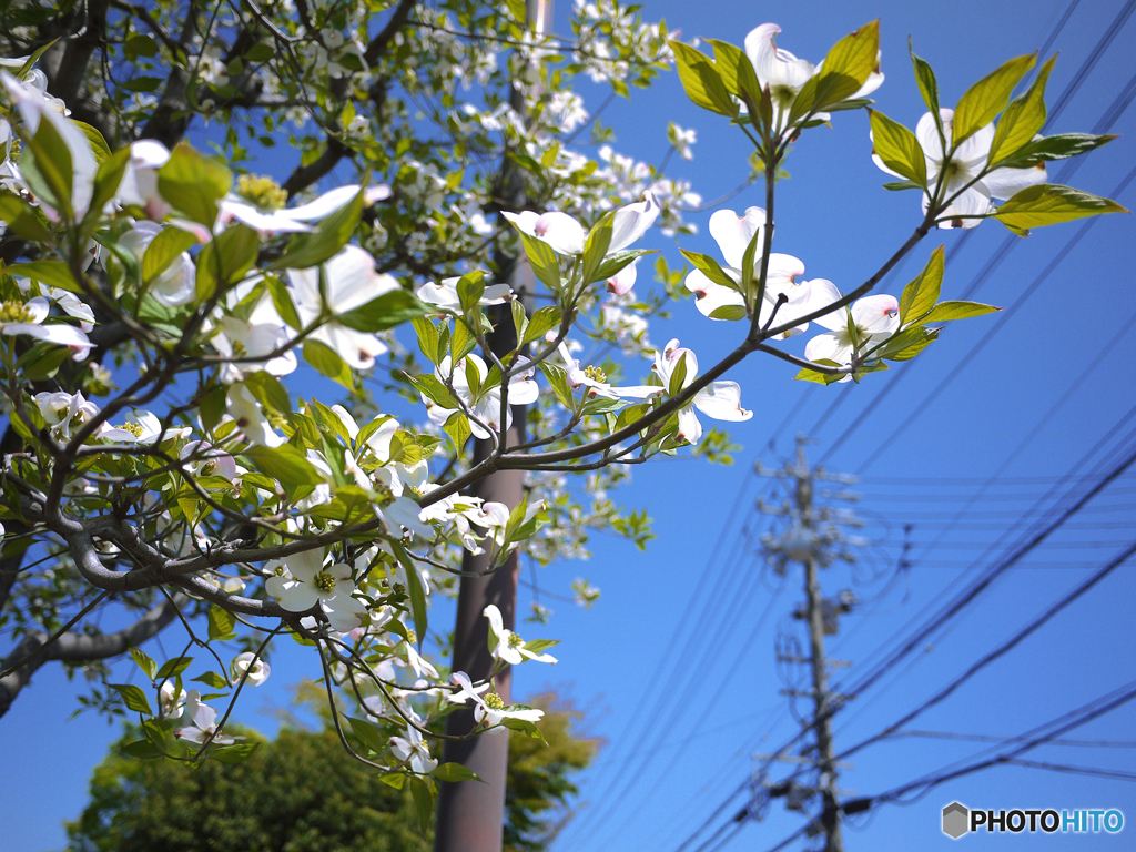 路傍の花水木