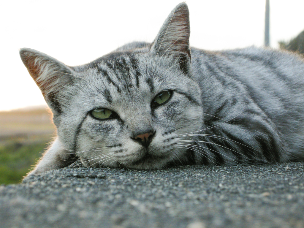 渚の猫