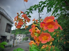 路傍のノウゼンカズラ