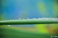 Drops