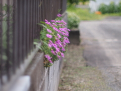 路傍の花