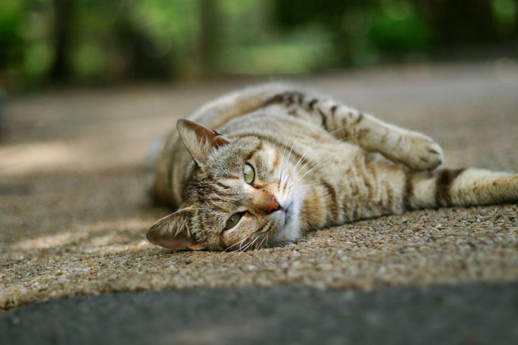 ねころぶ