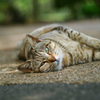 ねころぶ
