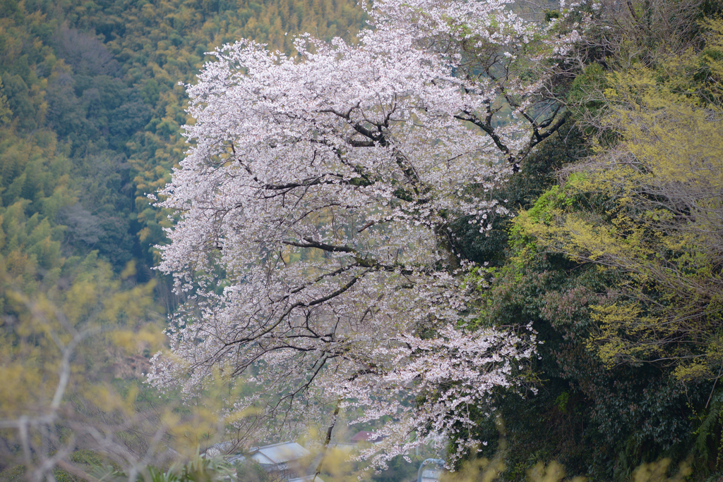 山桜
