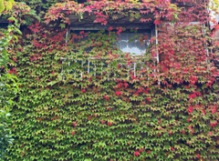 Closed Window
