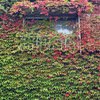 Closed Window