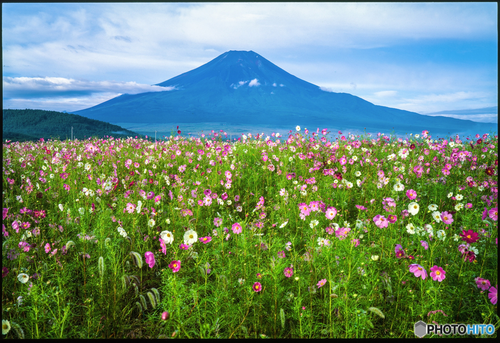 コスモスと富士山