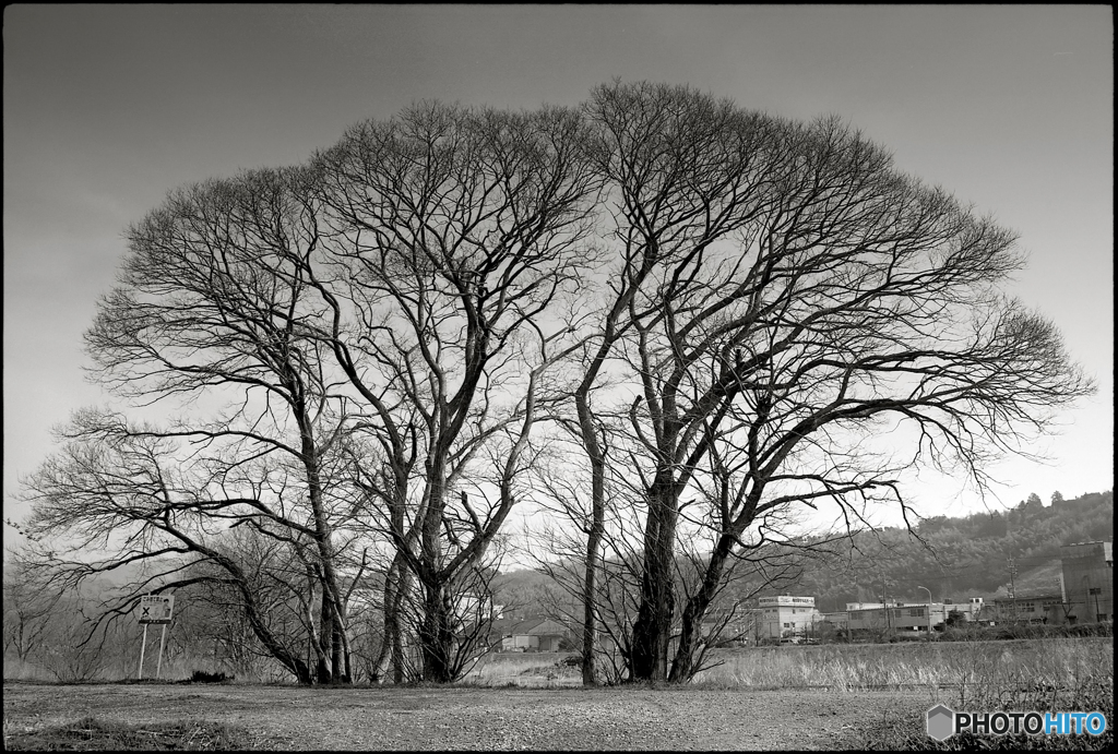 Big tree