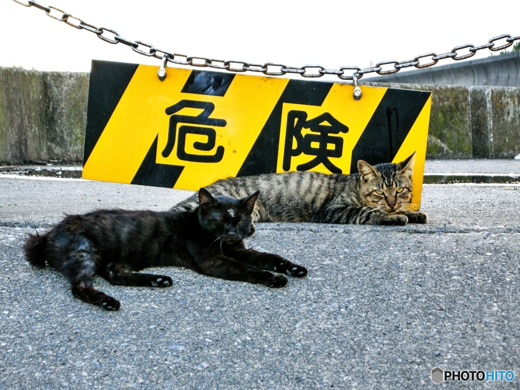 危険な猫