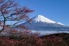 梅と富士山