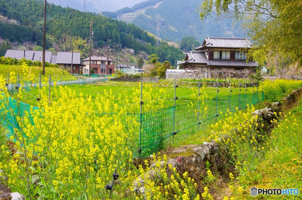 里山の春