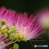 ネムの花