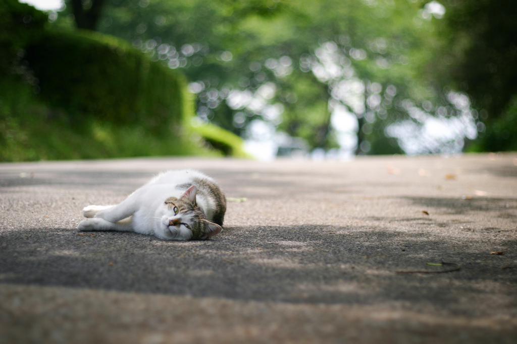 公園の猫