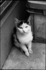 迷子の迷子の子猫ちゃん